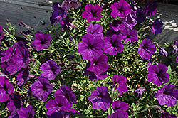 Surprise Marine Petunia (Petunia 'Surprise Marine') at Lakeshore Garden Centres
