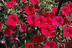 Surprise Neon Petunia (Petunia 'Surprise Neon') at Lakeshore Garden Centres