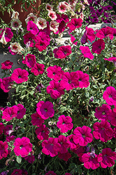 Surprise Purple Petunia (Petunia 'Surprise Purple') at Lakeshore Garden Centres