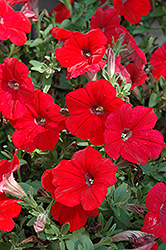 Surprise Red Petunia (Petunia 'Surprise Red') at Lakeshore Garden Centres