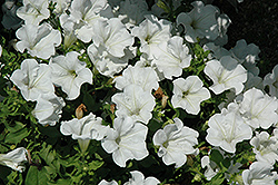 Surfinia White Petunia (Petunia 'Surfinia White') at Lakeshore Garden Centres