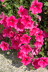 Surfinia Rose Vein Petunia (Petunia 'Surfinia Rose Vein') at Lakeshore Garden Centres