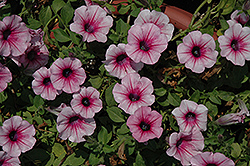 Surfinia Pink Vein Petunia (Petunia 'Surfinia Pink Vein') at Lakeshore Garden Centres