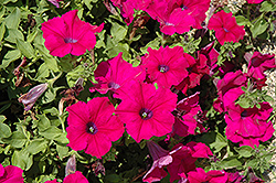 Surfinia Magenta Petunia (Petunia 'Surfinia Magenta') at Lakeshore Garden Centres