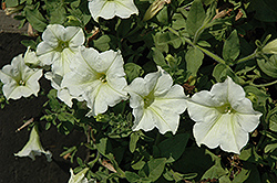 Surfinia Lime Petunia (Petunia 'Surfinia Lime') at Lakeshore Garden Centres