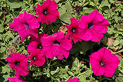 Surfinia Giant Purple Petunia (Petunia 'Surfinia Giant Purple') at Lakeshore Garden Centres