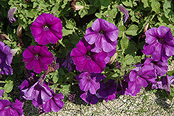 Surfinia Giant Blue Petunia (Petunia 'Surfinia Giant Blue') at Lakeshore Garden Centres