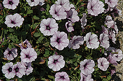 Surfinia Blue Vein Petunia (Petunia 'Surfinia Blue Vein') at Lakeshore Garden Centres
