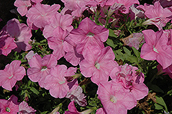 Perfectunia Rose Petunia (Petunia 'Perfectunia Rose') at Lakeshore Garden Centres