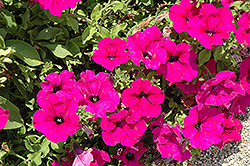 Perfectunia Purple Petunia (Petunia 'Perfectunia Purple') at Lakeshore Garden Centres