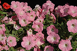 Perfectunia Pink Morn Petunia (Petunia 'Perfectunia Pink Morn') at Lakeshore Garden Centres