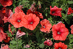 Perfectunia Orange Petunia (Petunia 'Perfectunia Orange') at Lakeshore Garden Centres