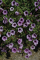 Mini Me Lavender Vein Petunia (Petunia 'Mini Me Lavender Vein') at Lakeshore Garden Centres