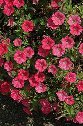 Mini Me Coral Petunia (Petunia 'Mini Me Coral') at Lakeshore Garden Centres
