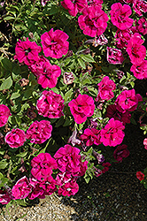 Happy Double Purple Petunia (Petunia 'Happy Double Purple') at Lakeshore Garden Centres