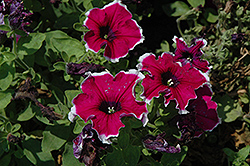 Happy Classic Sofia Fringe Petunia (Petunia 'Happy Classic Sofia Fringe') at Lakeshore Garden Centres