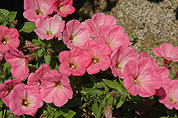 Happy Classic Coral Petunia (Petunia 'Happy Classic Coral') at Lakeshore Garden Centres