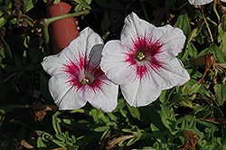 Glow White Red Vein Petunia (Petunia 'Glow White Red Vein') at Lakeshore Garden Centres