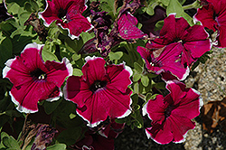 Glow Purple Picotee Petunia (Petunia 'Glow Purple Picotee') at Lakeshore Garden Centres