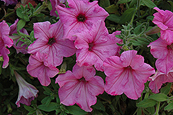 Glow Melon Rose Petunia (Petunia 'Glow Melon Rose') at Lakeshore Garden Centres