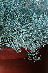 Silver Stone Cushion Bush (Calocephalus brownii 'Silver Stone') at Lakeshore Garden Centres