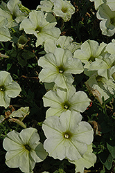 Crazytunia Bitter Lemon Petunia (Petunia 'Crazytunia Bitter Lemon') at Lakeshore Garden Centres