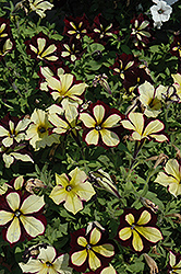 Crazytunia Star Jubilee Petunia (Petunia 'Crazytunia Star Jubilee') at Lakeshore Garden Centres