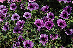 Littletunia Blue Vein Petunia (Petunia 'Littletunia Blue Vein') at Lakeshore Garden Centres