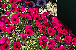 Littletunia Merlot Petunia (Petunia 'Littletunia Merlot') at Lakeshore Garden Centres