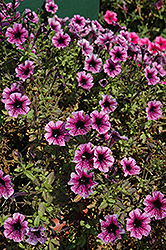 Littletunia Pink Vein Petunia (Petunia 'Littletunia Pink Vein') at Lakeshore Garden Centres