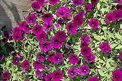 Littletunia Purple Blue Petunia (Petunia 'Littletunia Purple Blue') at Lakeshore Garden Centres