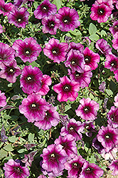 Littletunia Twilight Red Petunia (Petunia 'Littletunia Twilight Red') at Lakeshore Garden Centres