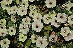 Littletunia Twilight Lime Petunia (Petunia 'Littletunia Twilight Lime') at Lakeshore Garden Centres