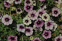 Littletunia Twilight Blue Petunia (Petunia 'Littletunia Twilight Blue') at Lakeshore Garden Centres