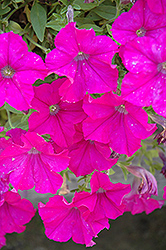 Purple Ray Petunia (Petunia 'Purple Ray') at Lakeshore Garden Centres