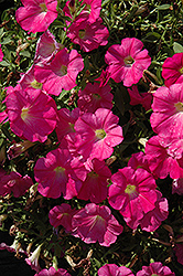 Pink Ray Petunia (Petunia 'Pink Ray') at Lakeshore Garden Centres