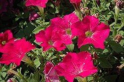 Candy Pink Ray Petunia (Petunia 'Candy Pink Ray') at Lakeshore Garden Centres
