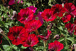 Bordeaux Ray Petunia (Petunia 'Bordeaux Ray') at Lakeshore Garden Centres