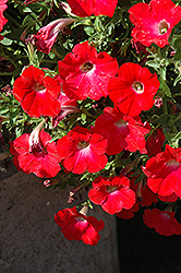 Red Ray Petunia (Petunia 'Red Ray') at Lakeshore Garden Centres