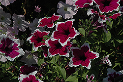 Rim Purple Ray Petunia (Petunia 'Rim Purple Ray') at Lakeshore Garden Centres