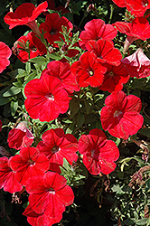 Scarlet Ray Petunia (Petunia 'Scarlet Ray') at Lakeshore Garden Centres