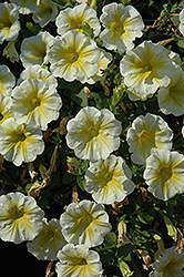 Sun Ray Petunia (Petunia 'Sun Ray') at Lakeshore Garden Centres