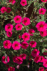 Calitunia Purple Petchoa (Petchoa 'Calitunia Purple') at Lakeshore Garden Centres