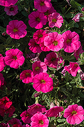 Calitunia Pink Petchoa (Petchoa 'Calitunia Pink') at Lakeshore Garden Centres