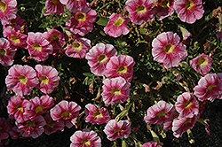 Great Marvel Pink Petunia (Petunia 'Great Marvel Pink') at Lakeshore Garden Centres