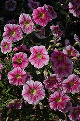 Great Marvel Purple Petunia (Petunia 'Great Marvel Purple') at Lakeshore Garden Centres