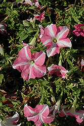 Novela Pink Star Petunia (Petunia 'Novela Pink Star') at Lakeshore Garden Centres