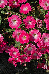 Novela Heavenly Halo Petunia (Petunia 'Novela Heavenly Halo') at Lakeshore Garden Centres