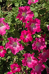 Novela Cherry Blossom Petunia (Petunia 'Novela Cherry Blossom') at Lakeshore Garden Centres