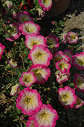 Fortunia Paradise Punch Petunia (Petunia 'Fortunia Paradise Punch') at Lakeshore Garden Centres